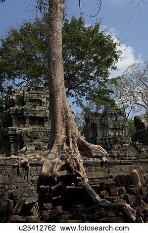 Ta Prohm Ruins with Overgrown Banyan Tree View Large Photo Image Stock Image - Ta Prohm Ruins with Overgrown Banyan Tree. Fotosearch
