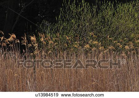 Tall Grass View Large Photo Image Stock Photo - Tall Grass. Fotosearch