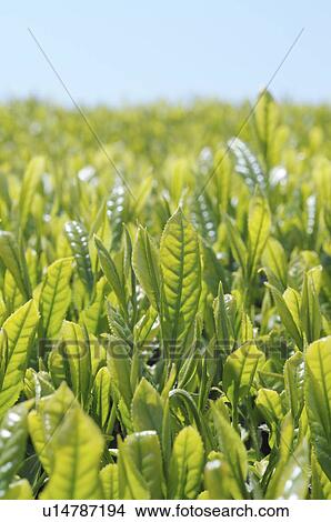 Tea Plantation View Large Photo Image Picture - Tea Plantation. Fotosearch