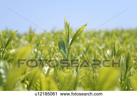 Stock Image - Tea Plantation. Fotosearch