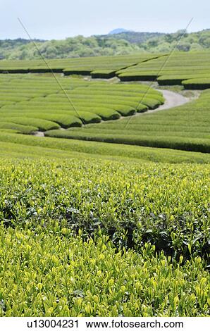 Tea Plantation View Large Photo Image Stock Image - Tea Plantation. Fotosearch