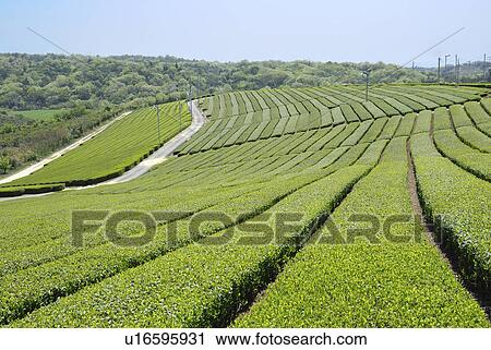 Tea Plantation View Large Photo Image Stock Image - Tea Plantation. Fotosearch