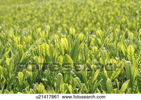 Stock Image - Tea Plantation. Fotosearch