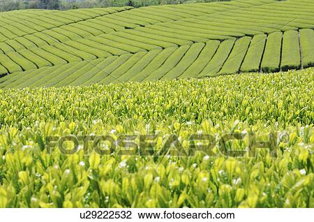 Tea Plantation View Large Photo Image Stock Image - Tea Plantation. Fotosearch
