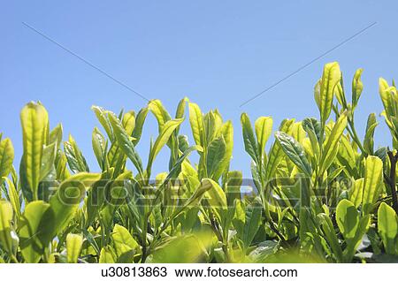 Tea Plantation View Large Photo Image Stock Image - Tea Plantation. Fotosearch