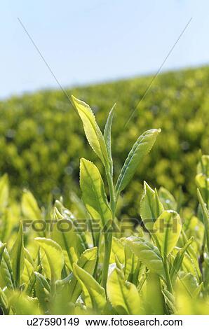 Tea Plantation View Large Photo Image Stock Photo - Tea Plantation. Fotosearch