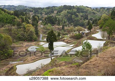 Terraced Fields View Large Photo Image Stock Photo - Terraced Fields. Fotosearch
