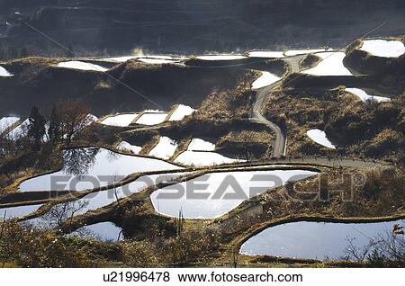 Terraced Rice Paddy View Large Photo Image Stock Photo - Terraced Rice Paddy. Fotosearch