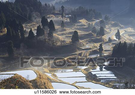 Stock Photograph - Terraced Rice Paddy. Fotosearch