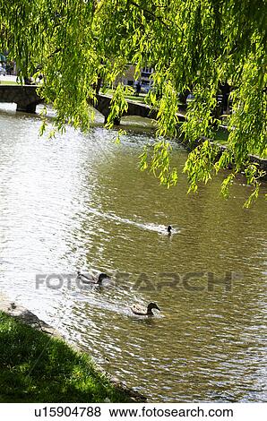 Stock Photo - Three Ducks in Pond. Fotosearch