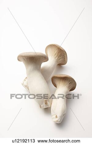 Three King Oyster Mushrooms View Large Photo Image Stock Image - Three King Oyster Mushrooms. Fotosearch