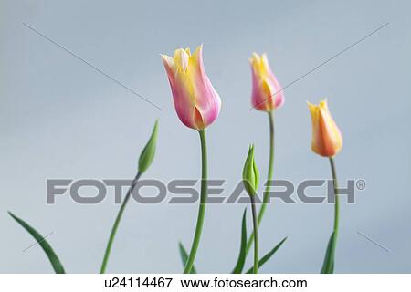 Three Tulips View Large Photo Image Stock Photo - Three Tulips. Fotosearch