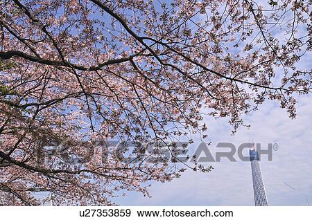 Stock Photo - Tokyo Sky Tree and Cherry Blossom Tree. Fotosearch