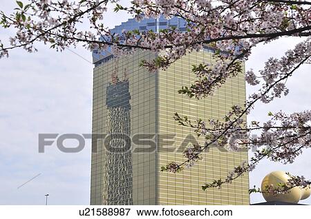Tokyo Sky Tree Reflected in Building View Large Photo Image Stock Photo - Tokyo Sky Tree Reflected in Building. Fotosearch