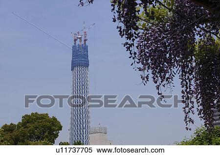 Tokyo Sky Tree Seen from Kameido Tenjin View Large Photo Image Stock Photography - Tokyo Sky Tree Seen from Kameido Tenjin. Fotosearch