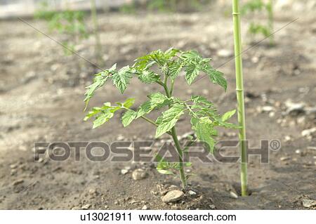 Tomato Seedling View Large Photo Image Stock Image - Tomato Seedling. Fotosearch