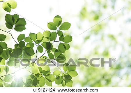 Picture - Tree, close-up, Chiba Prefecture, Honshu, Japan. Fotosearch