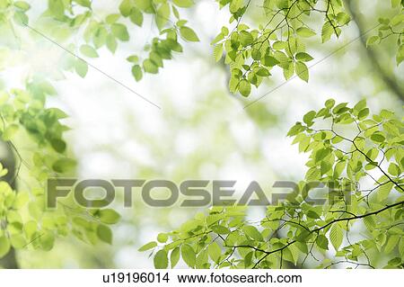 Tree, close-up, Chiba Prefecture, Honshu, Japan View Large Photo Image Picture - Tree, close-up, Chiba Prefecture, Honshu, Japan. Fotosearch