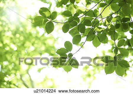 Picture - Tree, close-up, Chiba Prefecture, Honshu, Japan. Fotosearch