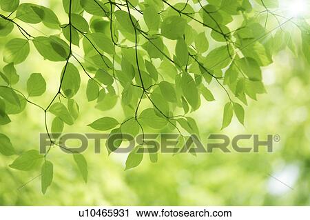 Stock Image - Tree, close-up, Chiba Prefecture, Honshu, Japan. Fotosearch