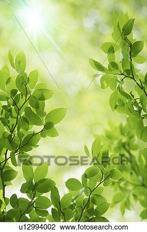 Stock Image - Tree, close-up, Chiba Prefecture, Honshu, Japan. Fotosearch