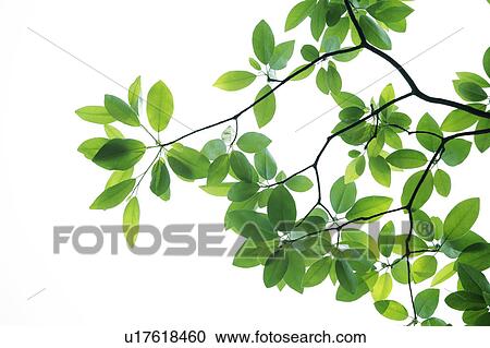 Stock Image - Tree, close-up, Chiba Prefecture, Honshu, Japan. Fotosearch