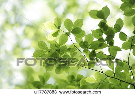 Tree, close-up, Chiba Prefecture, Honshu, Japan View Large Photo Image Stock Image - Tree, close-up, Chiba Prefecture, Honshu, Japan. Fotosearch