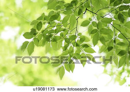 Tree, close-up, Chiba Prefecture, Honshu, Japan View Large Photo Image Stock Image - Tree, close-up, Chiba Prefecture, Honshu, Japan. Fotosearch
