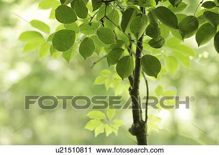 Tree, close-up, Chiba Prefecture, Honshu, Japan View Large Photo Image Stock Image - Tree, close-up, Chiba Prefecture, Honshu, Japan. Fotosearch