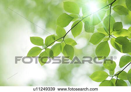 Stock Photo - Tree, close-up, Chiba Prefecture, Honshu, Japan. Fotosearch