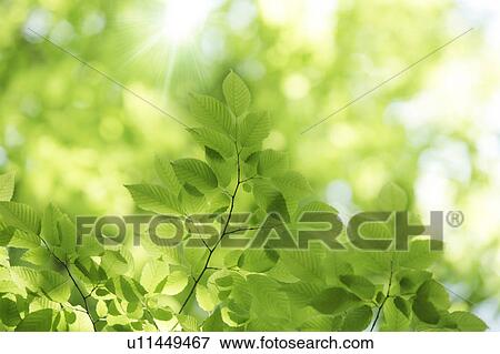 Tree, close-up, Chiba Prefecture, Honshu, Japan View Large Photo Image Stock Photo - Tree, close-up, Chiba Prefecture, Honshu, Japan. Fotosearch