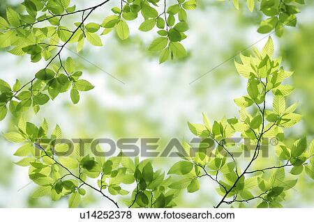 Tree, close-up, Chiba Prefecture, Honshu, Japan View Large Photo Image Stock Photo - Tree, close-up, Chiba Prefecture, Honshu, Japan. Fotosearch
