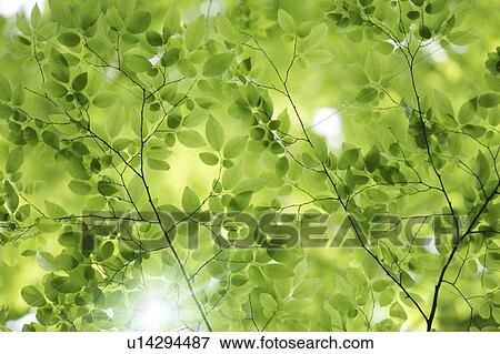 Tree, close-up, Chiba Prefecture, Honshu, Japan View Large Photo Image Stock Photo - Tree, close-up, Chiba Prefecture, Honshu, Japan. Fotosearch