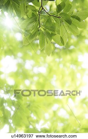 Stock Photo - Tree, close-up, Chiba Prefecture, Honshu, Japan. Fotosearch