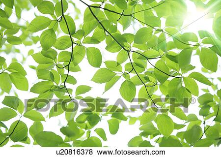 Stock Photo - Tree, close-up, Chiba Prefecture, Honshu, Japan. Fotosearch