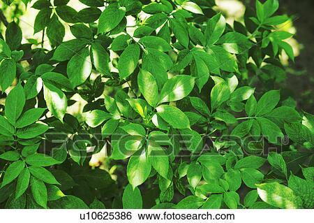 Tree, close-up, Chiba Prefecture, Honshu, Japan View Large Photo Image Stock Photograph - Tree, close-up, Chiba Prefecture, Honshu, Japan. Fotosearch