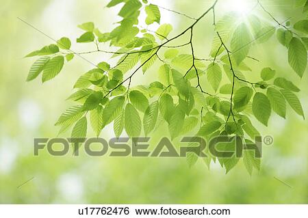 Stock Photograph - Tree, close-up, Chiba Prefecture, Honshu, Japan. Fotosearch