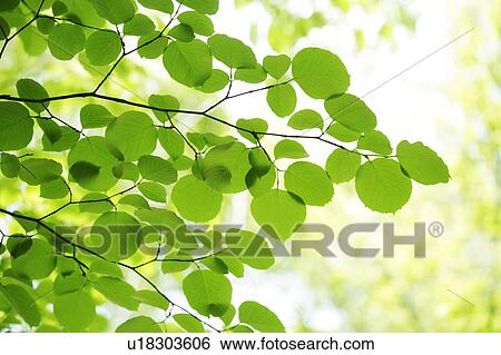 Tree, close-up, Chiba Prefecture, Honshu, Japan View Large Photo Image Stock Photograph - Tree, close-up, Chiba Prefecture, Honshu, Japan. Fotosearch