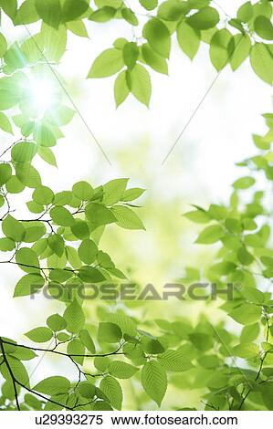 Stock Photography - Tree, close-up, Chiba Prefecture, Honshu, Japan. Fotosearch