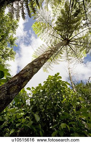 Tree Fern View Large Photo Image Stock Photograph - Tree Fern. Fotosearch