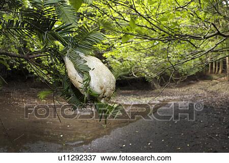 Tree Frog's Eggs View Large Photo Image Stock Photo - Tree Frog's Eggs. Fotosearch