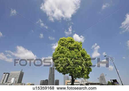 Stock Photo - Tree Near Minato Mirai 21. Fotosearch