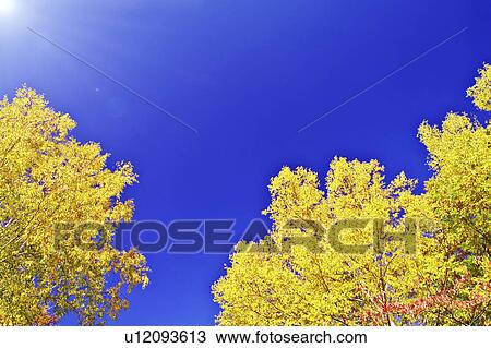Stock Image - Trees Against Blue Sky. Fotosearch