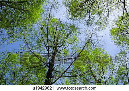 Stock Image - Trees Against Clear Sky. Fotosearch