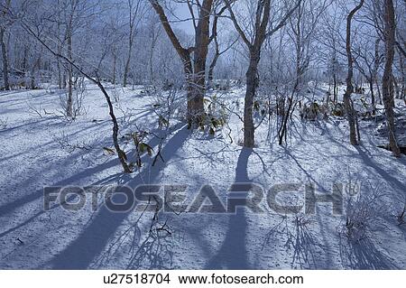 Trees Casting Shadow on Snow View Large Photo Image Picture - Trees Casting Shadow on Snow. Fotosearch