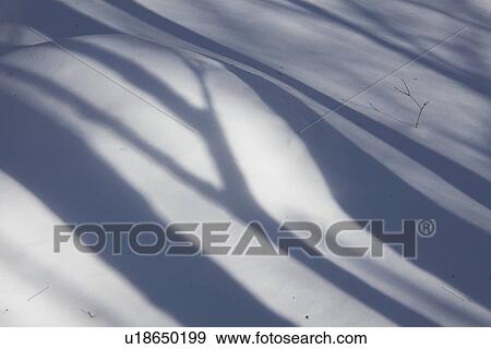 Stock Photo - Trees Casting Shadow on Snow. Fotosearch