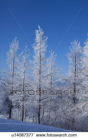 Trees Covered in Frost View Large Photo Image Stock Photo - Trees Covered in Frost. Fotosearch