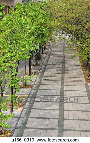 Trees in Park View Large Photo Image Stock Image - Trees in Park. Fotosearch
