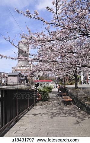 Tsukuda Park in Spring View Large Photo Image Stock Photo - Tsukuda Park in Spring. Fotosearch
