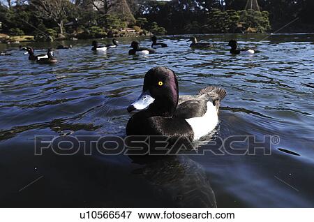 Tufted duck, Koto ward, Tokyo Prefecture, Honshu, Japan View Large Photo Image Stock Photo - Tufted duck, Koto ward, Tokyo Prefecture, Honshu, Japan. Fotosearch